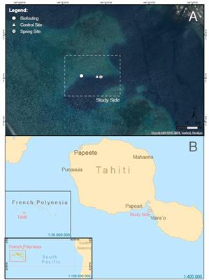 Enhanced Productivity and Fish Abundance at a Submarine Spring in a Coastal Lagoon on Tahiti, French Polynesia